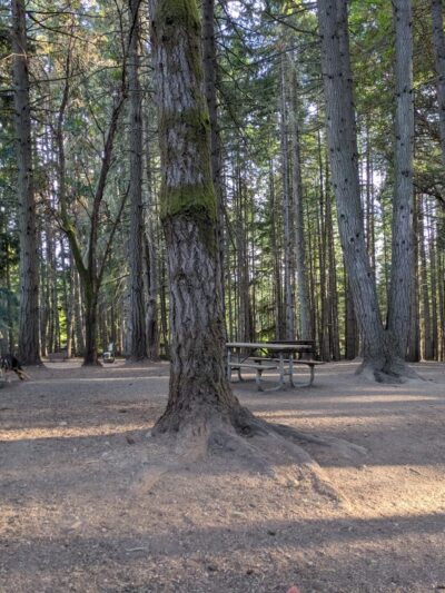 Strawberry Hill Park / Off-leash Dog Park - Bainbridge Island, WA