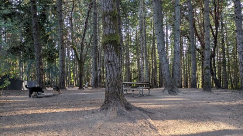 Strawberry Hill Park / Off-leash Dog Park - Bainbridge Island, WA