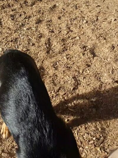 Strawberry Hill Park / Off-leash Dog Park - Bainbridge Island, WA