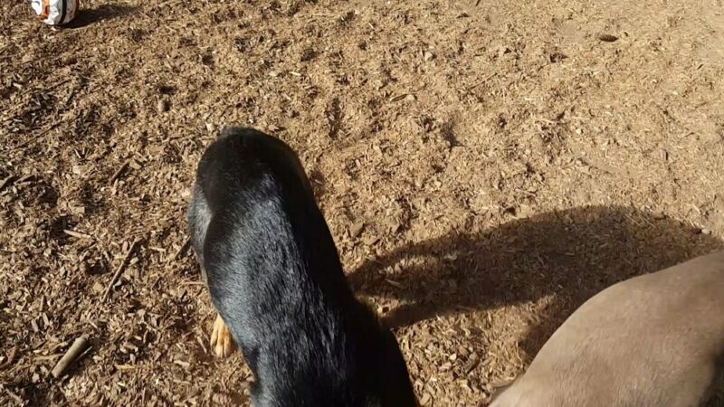 Strawberry Hill Park / Off-leash Dog Park - Bainbridge Island, WA