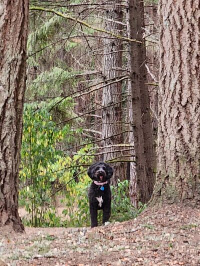 Strawberry Hill Park / Off-leash Dog Park - Bainbridge Island, WA