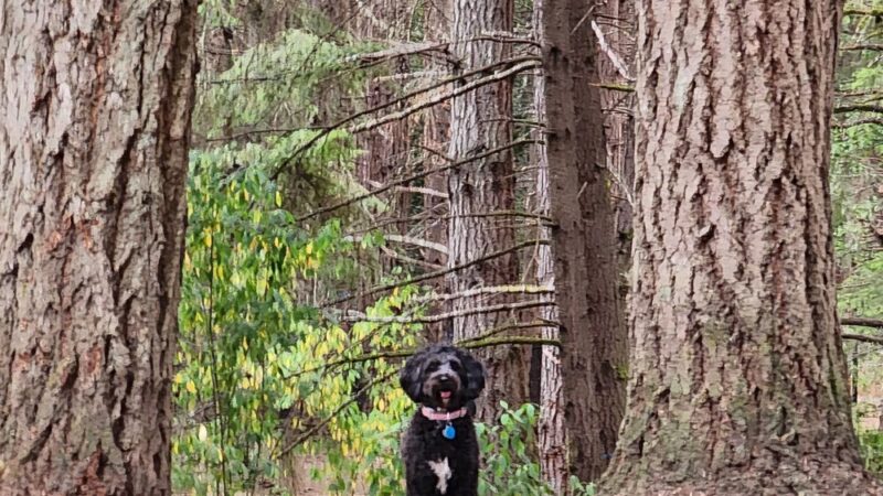 Strawberry Hill Park / Off-leash Dog Park - Bainbridge Island, WA