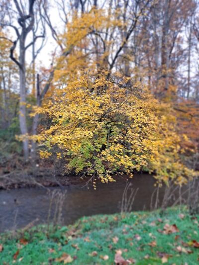 Conoy Park East - Bainbridge, PA