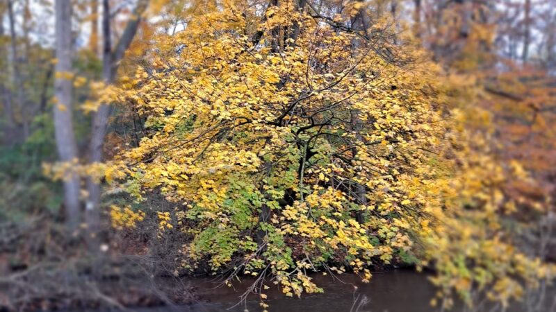 Conoy Park East - Bainbridge, PA