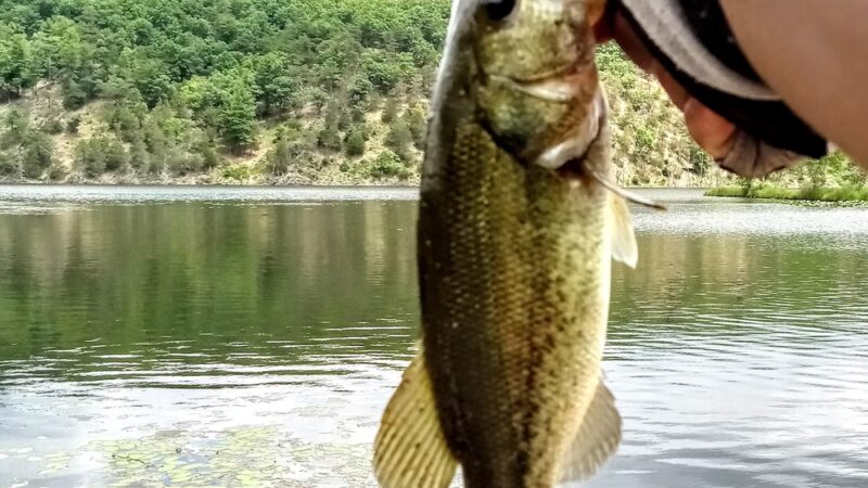 Kimsey Run Lake - Baker, WV