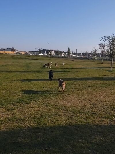 Bridle Creek Dog Park - Bakersfield, CA