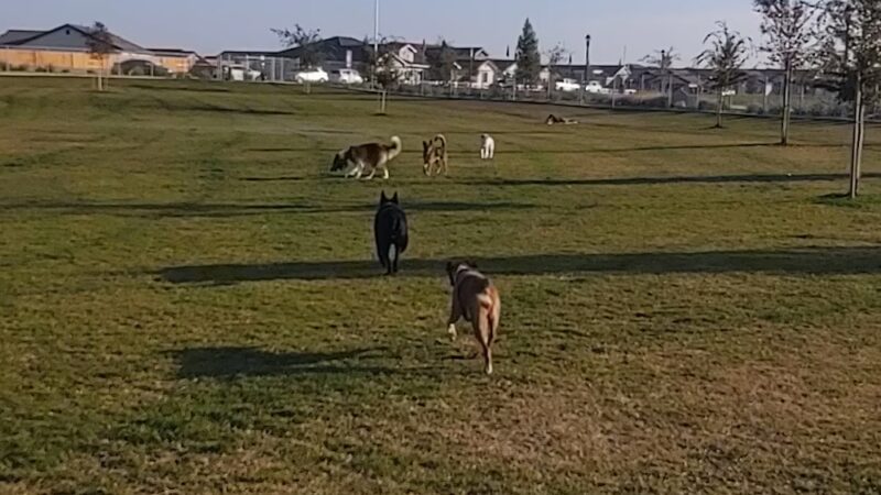Bridle Creek Dog Park - Bakersfield, CA