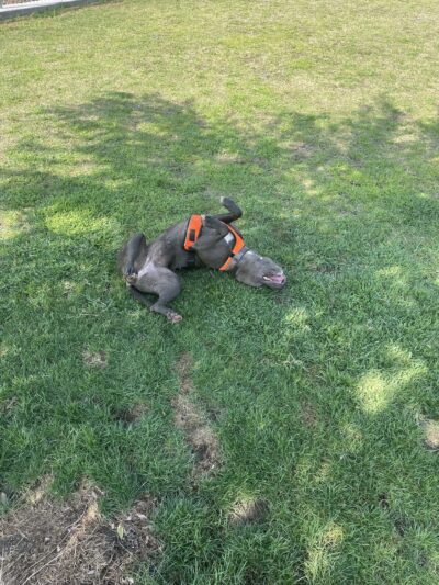 Bridle Creek Dog Park - Bakersfield, CA