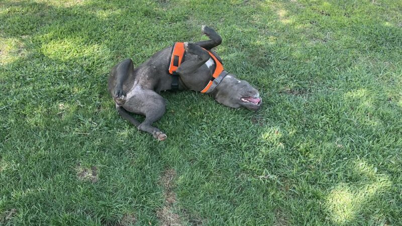 Bridle Creek Dog Park - Bakersfield, CA