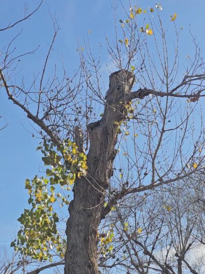 Kern River Parkway - Bakersfield, CA