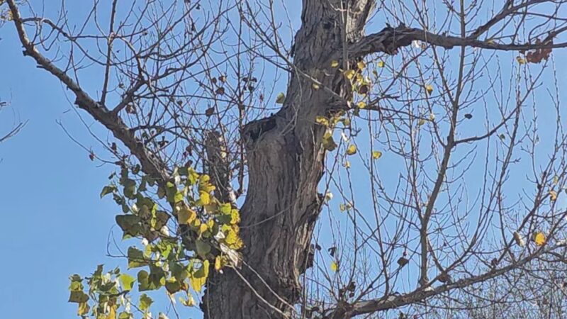 Kern River Parkway - Bakersfield, CA