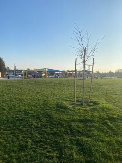 Linnell Brahma Park - Bakersfield, CA