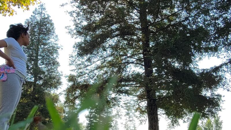 Pin Oak Park - Bakersfield, CA