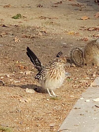 Rio Kern - Bakersfield, CA