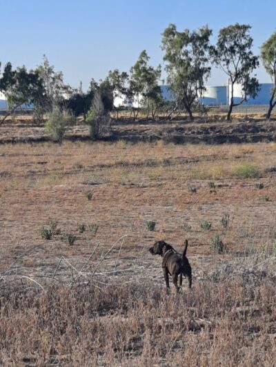 Rio Kern - Bakersfield, CA