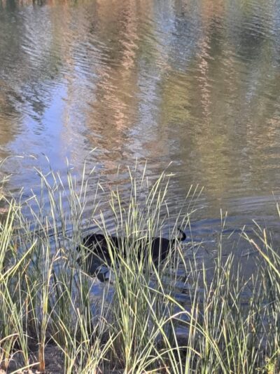 Rio Kern - Bakersfield, CA