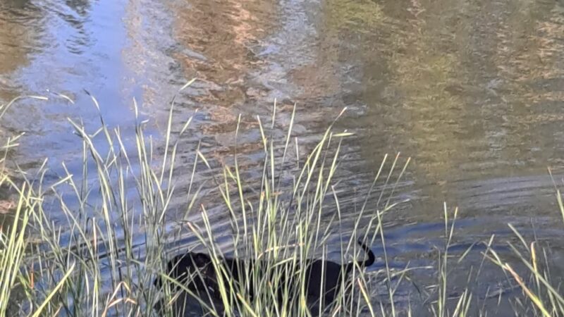 Rio Kern - Bakersfield, CA