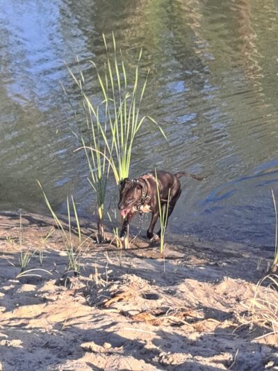 Rio Kern - Bakersfield, CA