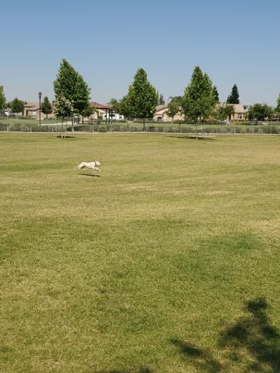 Seasons Dog Park (smaller dog park) - Bakersfield, CA