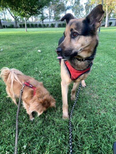 Seasons Dog Park (smaller dog park) - Bakersfield, CA
