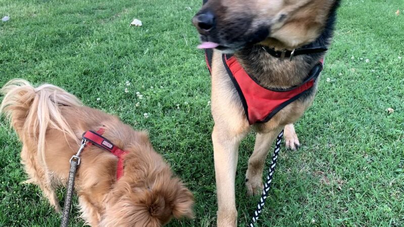 Seasons Dog Park (smaller dog park) - Bakersfield, CA