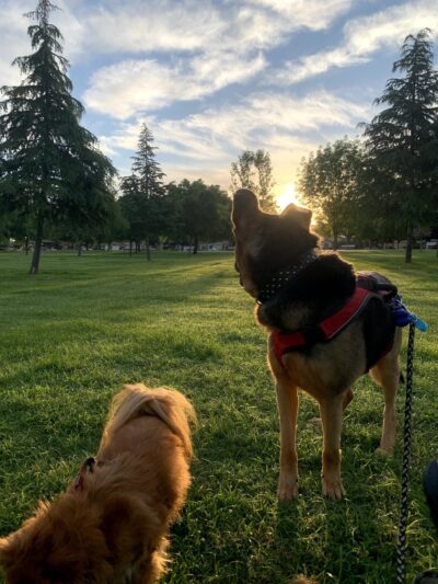 Seasons Dog Park (smaller dog park) - Bakersfield, CA