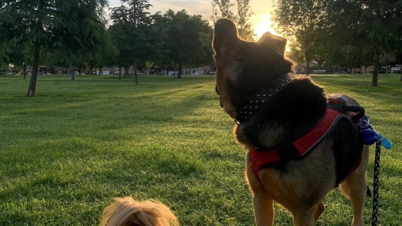 Seasons Dog Park (smaller dog park) - Bakersfield, CA