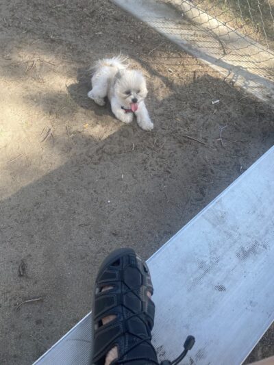 Seasons Dog Park (smaller dog park) - Bakersfield, CA