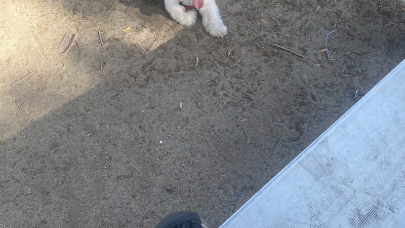 Seasons Dog Park (smaller dog park) - Bakersfield, CA