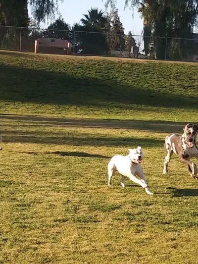 University Park - Bakersfield, CA