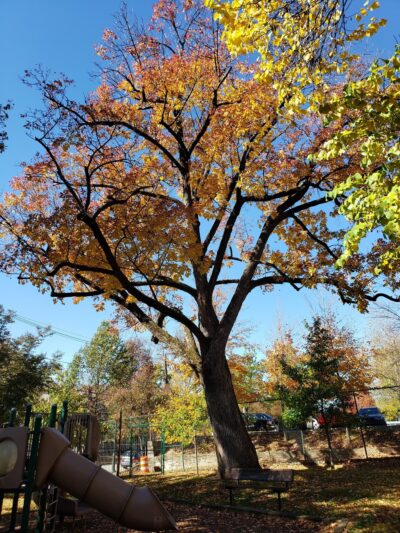 Bala Avenue Park - Bala Cynwyd, PA