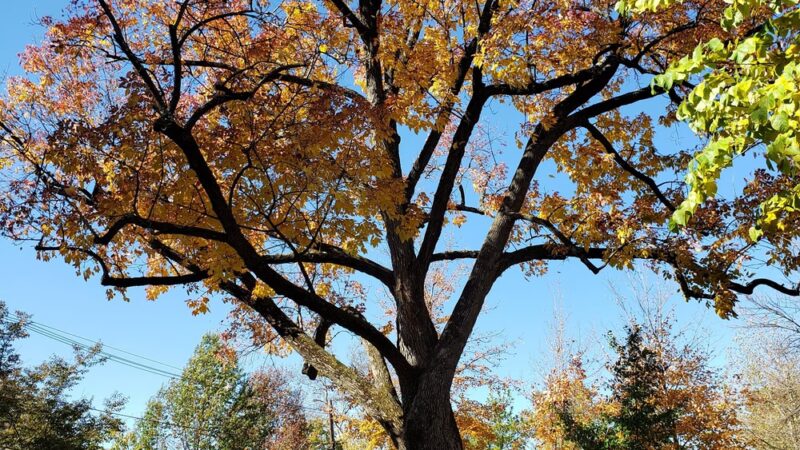 Bala Avenue Park - Bala Cynwyd, PA