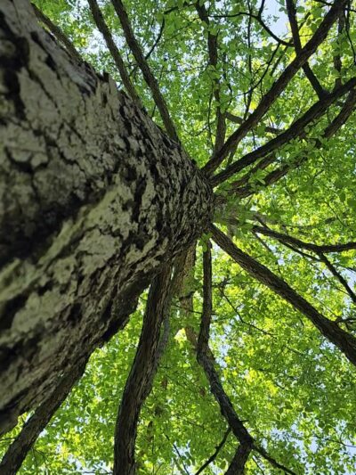 Bala Cynwyd Park - Bala Cynwyd, PA