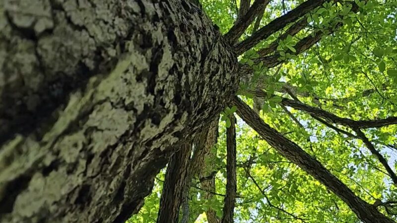 Bala Cynwyd Park - Bala Cynwyd, PA