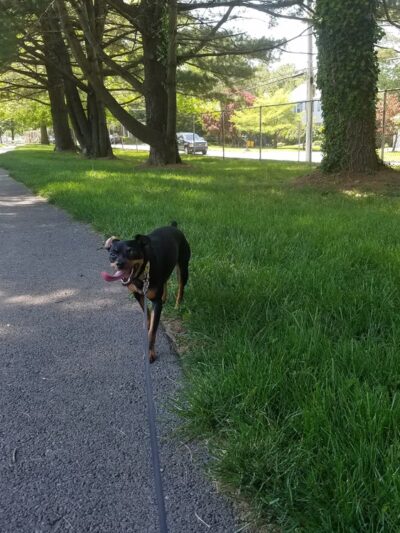 McMoran Park - Bala Cynwyd, PA