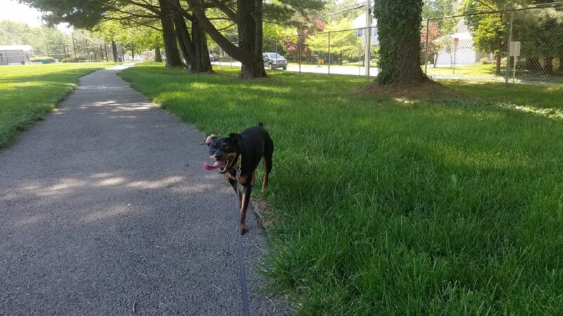 McMoran Park - Bala Cynwyd, PA