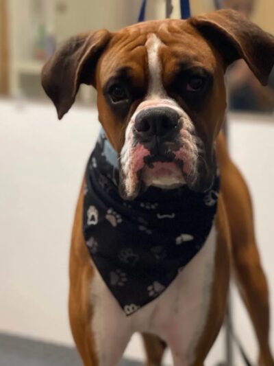 D ‘ Top Dog Professional Pet Services - Balch Springs, TX