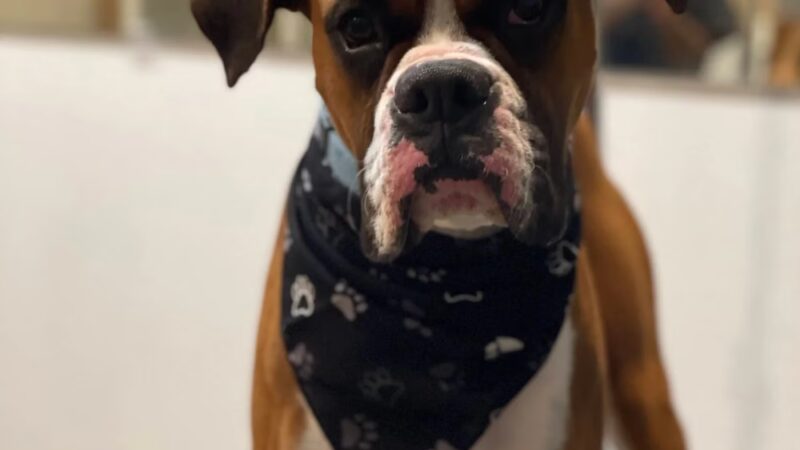 D ‘ Top Dog Professional Pet Services - Balch Springs, TX