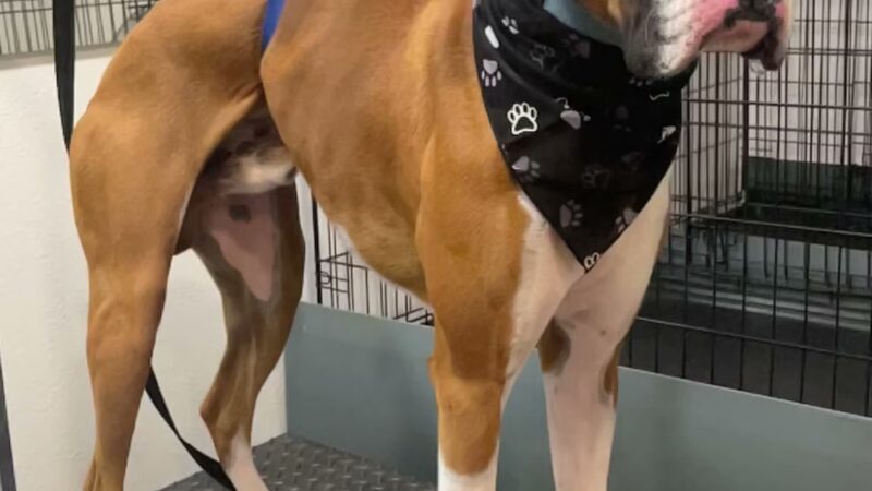 D ‘ Top Dog Professional Pet Services - Balch Springs, TX