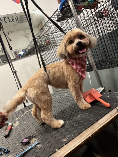 D ‘ Top Dog Professional Pet Services - Balch Springs, TX