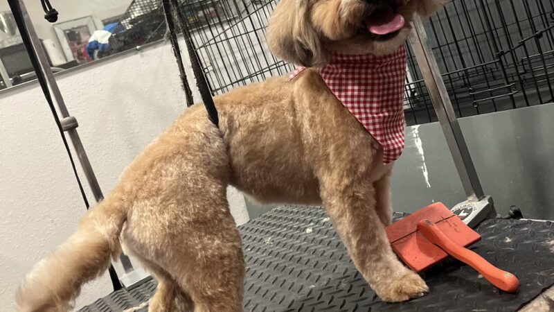 D ‘ Top Dog Professional Pet Services - Balch Springs, TX