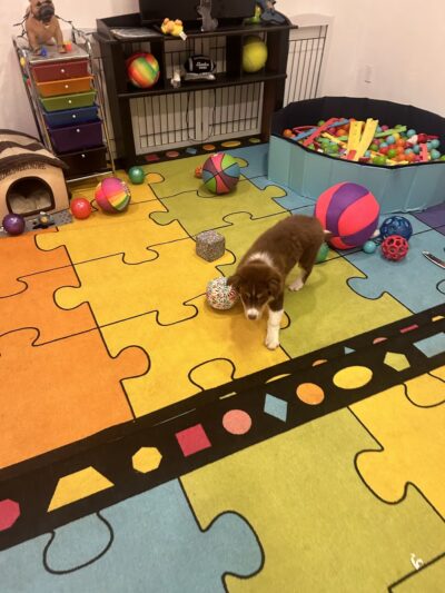 D ‘ Top Dog Professional Pet Services - Balch Springs, TX