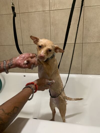 D ‘ Top Dog Professional Pet Services - Balch Springs, TX