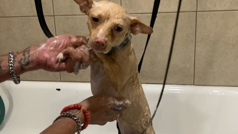 D ‘ Top Dog Professional Pet Services - Balch Springs, TX