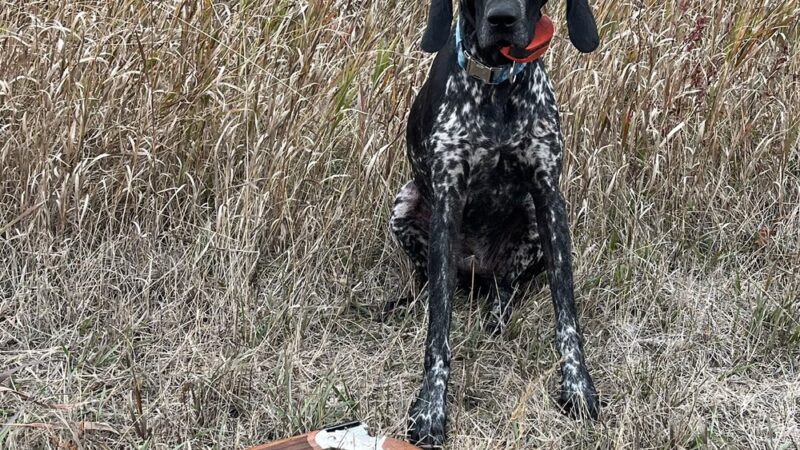 Good Go Ing Kennels - Baldwin, WI