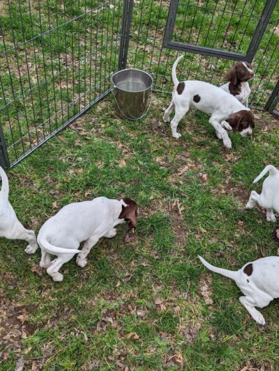 Good Go Ing Kennels - Baldwin, WI