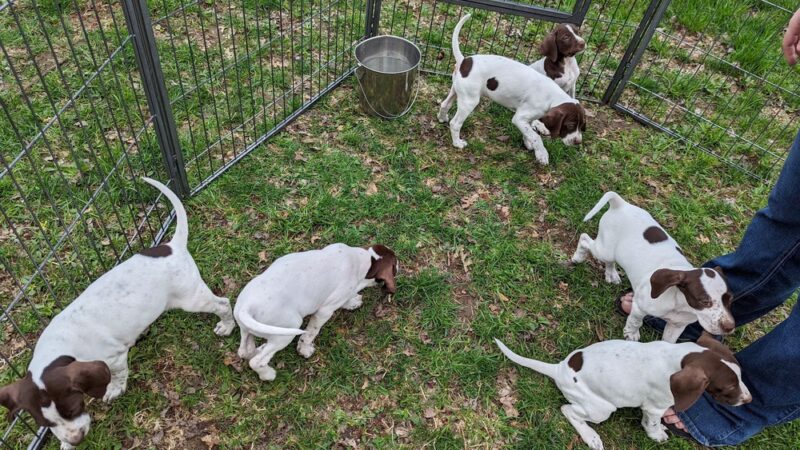 Good Go Ing Kennels - Baldwin, WI