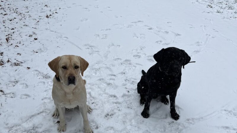Good Go Ing Kennels - Baldwin, WI