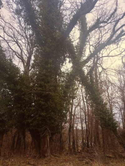 Chinquapin Run Park - Baltimore, MD