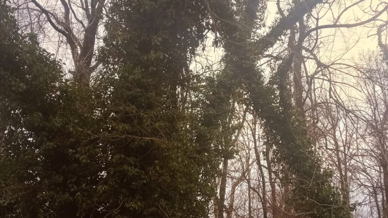 Chinquapin Run Park - Baltimore, MD